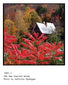 Artwraps - New England Autumn